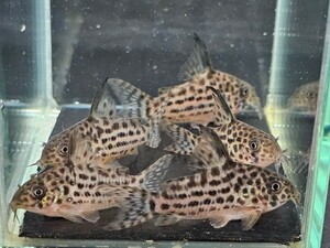 金魚家【ラージスポットアラグアイエンシス】【4.0cm～4.5cm】【5匹】【鹿児島県陸送発送】【翌日着地区限定】【商品説明要確認】