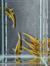 金魚家【イルミネータスゴールド】【3.7cm～4.0cm】【5匹】【鹿児島県陸送発送】【翌日着地区限定】【商品説明要確認】_画像10