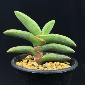 《PW》ガステリア“ラウリンソニー,Gasteria rawlinsonii”多肉植物