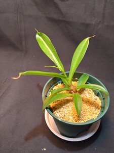 【AW】Nepenthes singalana x lowii Clone: Randomly selected from various clones (RSC)食虫植物 ネペンテス　ウツボカズラ 山野草