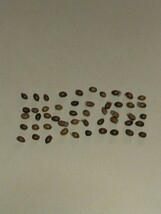 クララの種子 ５０粒（絶滅危惧種オオルリシジミの幼虫の食草）（マメ科植物）_画像2