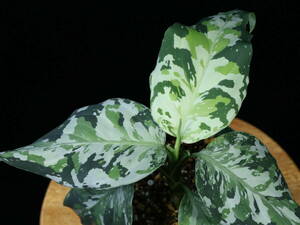 【不明】アグラオネマピクタム aglaonema pictum