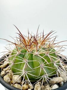 Melocactus conoideus メロカクタス コノイデウス　絶滅寸前 極希少 特選実生株 ブラジル原産 ワシントン条約 絶滅危惧 国内繁殖苗