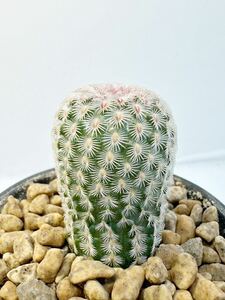 Echinocereus rigidissimus エキノセレウス 太胴太陽 実生選別株 メキシコ原産 抜き苗送料無料 検 サボテン 紫太陽 希少種　胴太タイプ