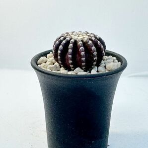 ディスコカクタス ホルスティ Discocactus horstii 実生 レア 抜き苗は送料込 夜咲き芳香白花 ブラジル原産 希少サボテン 美株の画像7