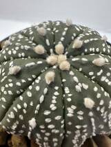 Astrophytum asterias (Star Shape) アストロフィツム兜スタージェイプ （ヒトデ型） 輸入株 実生 抜き苗は送料込◎ランポー　希少株_画像2