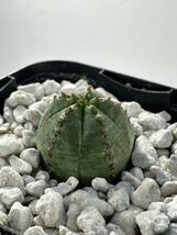 ユーフォルビア オベサ×メロフォルミスEuphorbia meloformis × obesa 発根株 輸入株子株　希少交配種 レア　抜き苗は送料込◎バリダ_画像5