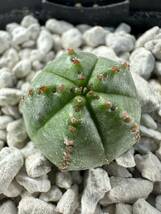 ユーフォルビア オベサ×メロフォルミスEuphorbia meloformis × obesa 発根株 輸入株子株　希少交配種 レア　抜き苗は送料込◎バリダ_画像6