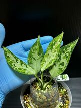 TZ便 Aglaonema Pictum Aceh Multicolor アグラオネマ アチェ マルチカラー 【T-131220-b-6】 モンステラ スキンダプサス アロカシア_画像5