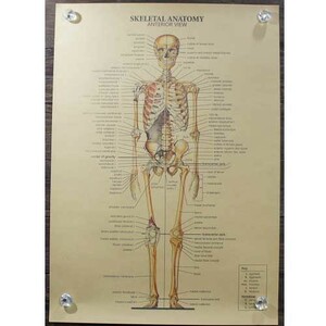  новый товар * интерьер смешанные товары *[ постер ]Skeletal Anatomy| все тело .. map Anterior View