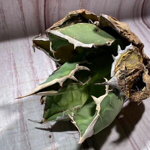 アガベ オアハカ オテロイ Agave Oaxaca oteroi 現地株 美株 肉厚（検 チタノタ ホリダ ユタエンシス エボリスピナ FO オルカ