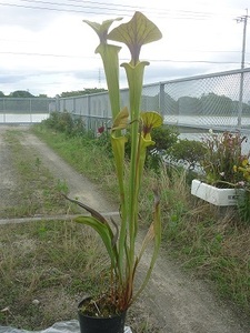 食虫植物サラセニアflava var. flava Giant form