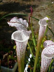 食虫植物サラセニアleucophylla chipora② 