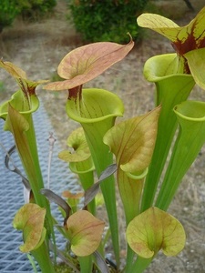 食虫植物サラセニアflava cuprea