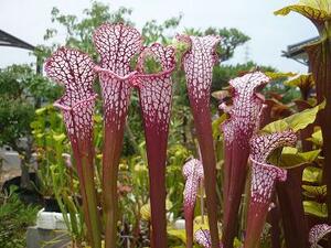 食虫植物サラセニアleucophylla Ruby Joice ①