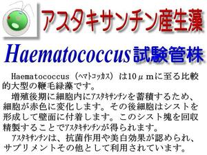  astaxanthin production raw .Haematococcus(hematoko rental ) examination tube stock 