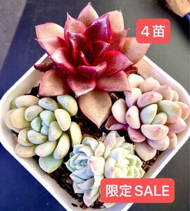 限定SALE★4苗セット★新入荷★韓国苗★氷苺双頭、白鷺、レッドバラ★可愛い紅葉大苗美苗★多肉植物★エケベリア