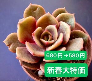 新入荷★韓国苗★ワインレッド★レア種★可愛い紅葉大苗★超美苗★多肉植物★エケベリア