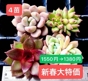 限定SALE★4苗セット★新入荷★韓国苗★レッドバラ、幻の夢双頭、千代田の松双頭、白鷺★可愛い紅葉大苗美苗★多肉植物★エケベリア