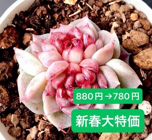 新入荷★韓国苗★天使の心★双頭★可愛い紅葉大苗★超美苗★多肉植物★エケベリア