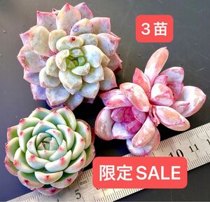 限定SALE★3苗セット★新入荷★韓国苗★クリスタルローズ、雪天使双頭、ピンクチェリー★可愛い紅葉大苗美苗★多肉植物★エケベリア