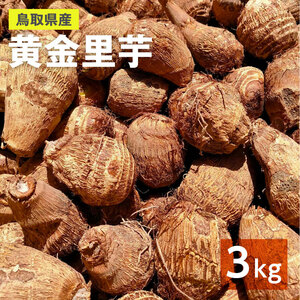 【鳥取県産】黄金里芋 大和芋 宅急便 3kg さといも サトイモ 山芋