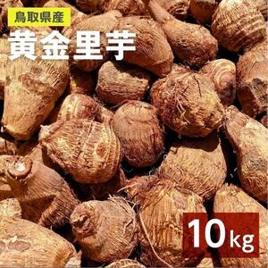 【鳥取県産】黄金里芋 大和芋 宅急便 10kg さといも サトイモ 山芋