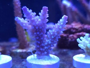 【美個体!!】トゲスギミドリイシ ライトブルー フラグミドリイシ サンゴ Frag #1