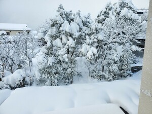 相互評価　1円　画像　即決　雪　風景　1円画像２