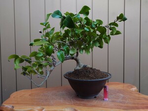  bonsai . white . height of tree 34cm