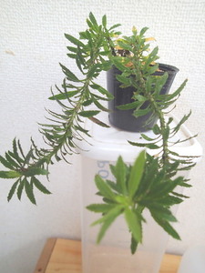 Lycopodium sp. リコポディウム　フペルジア　トウゲシバ