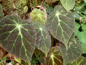 Begonia decora ベゴニア原種