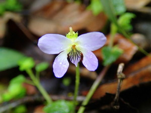 Viola sp. マレー半島高地のスミレ