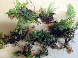 雲霧林のコケシノブ6種　コケ　コケシノブ、苔