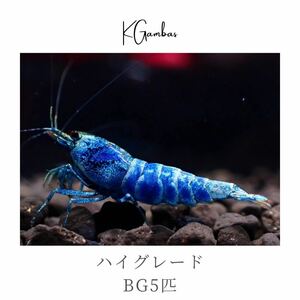  end of the month sale!![1.3mm~/ breeding possibility ]*1 point limit!! high grade TQ5 pcs / female 2 pcs and more go in -!/ sample image [ turquoise shadow ]KGambas