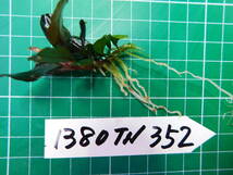 ◎1380TN352　（自家栽培）水草　　ブセファランドラ　Bucephalandra sp. Titanium チタニウム①_画像2