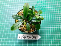 ◎1396TN312　（自家栽培）水草　　ブセファランドラ　Bucephalandra sp. Pina②_画像2