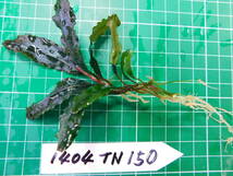 ◎1404TN150　（自家栽培）水草　　ブセファランドラ　Bucephalandra sp.　Copper Leaf Sokan KN便_画像2