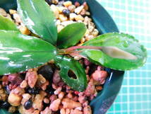 ◎1407TN112　（自家栽培）水草　　ブセファランドラ　Bucephalandra sp.　Shine Blue Carpet　KN便①_画像1