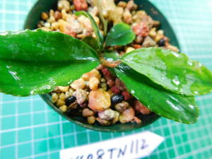 ◎1408TN112　（自家栽培）水草　　ブセファランドラ　Bucephalandra sp.　Shine Blue Carpet　KN便②