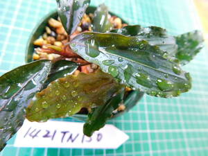 ◎1421TN150　（自家栽培）水草　　ブセファランドラ　Bucephalandra sp. Copper Leaf Sokan KN便