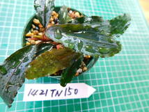 ◎1421TN150　（自家栽培）水草　　ブセファランドラ　Bucephalandra sp. Copper Leaf Sokan KN便_画像3