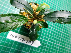 ◎1441TN139　（自家栽培）水草　　ブセファランドラ　Bucephalandra sp. Nanga mahap Sekadau ①