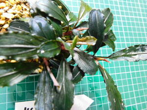 ◎1451TN1　（自家栽培）水草　　ブセファランドラ　Bucephalandra sp. インボイス名不明①