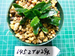 ◎1452TN294　（自家栽培）水草　　ブセファランドラ　Bucephalandra sp. Siler Biblis