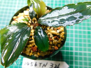 ◎1456TN326　（自家栽培）水草　　ブセファランドラ　Bucephalandra sp. レッドエンペラー①
