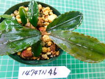 ◎1474TN46　（自家栽培）水草　　ブセファランドラ　Bucephalandra sp. Seletan Leman-2 Melawi②_画像1