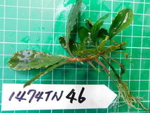 ◎1474TN46　（自家栽培）水草　　ブセファランドラ　Bucephalandra sp. Seletan Leman-2 Melawi②_画像2