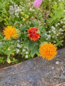 紅花 花の種 50粒