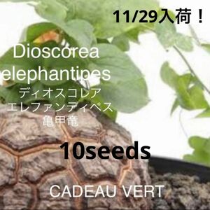 亀甲竜☆ディオスコレアエレファンティペス種子10粒プラス1粒